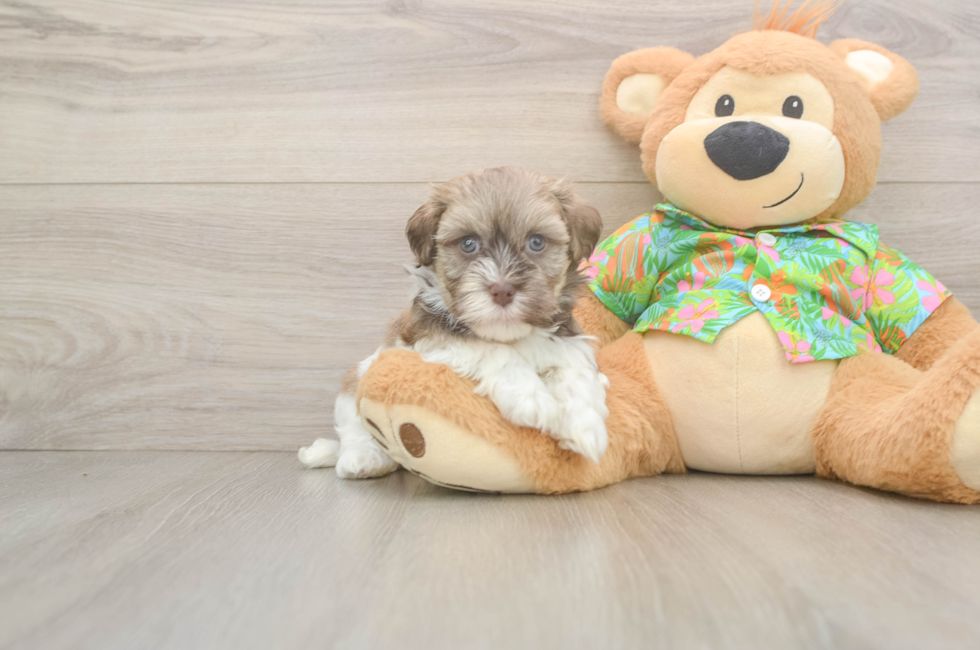 5 week old Havanese Puppy For Sale - Puppy Love PR