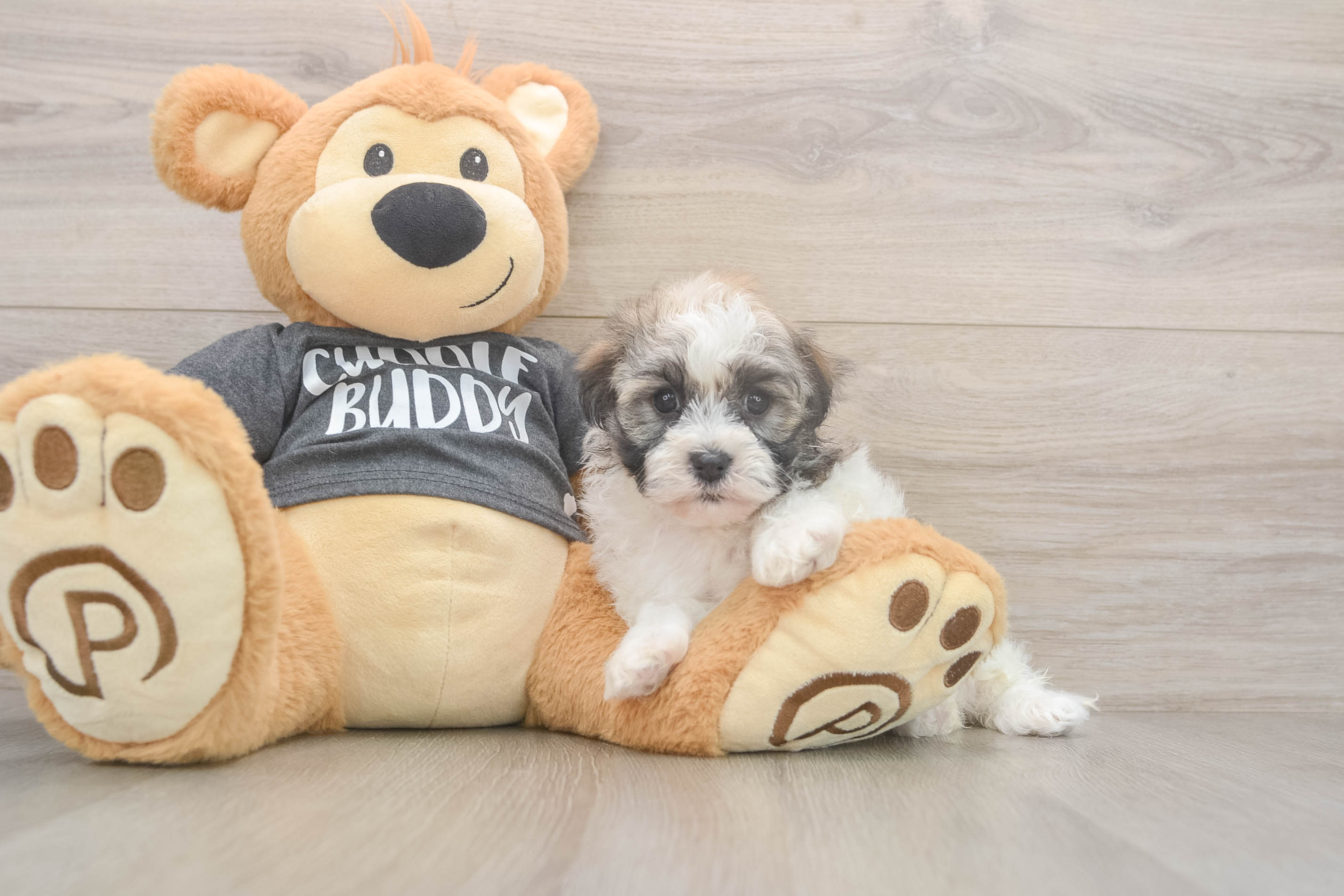 Best Havanese Baby