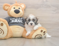 6 week old Havanese Puppy For Sale - Puppy Love PR