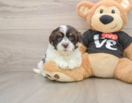 8 week old Havanese Puppy For Sale - Puppy Love PR