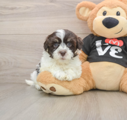 6 week old Havanese Puppy For Sale - Puppy Love PR