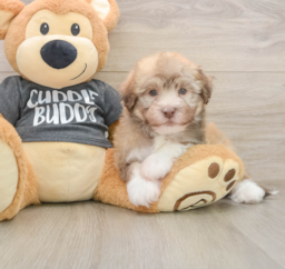 6 week old Havanese Puppy For Sale - Puppy Love PR