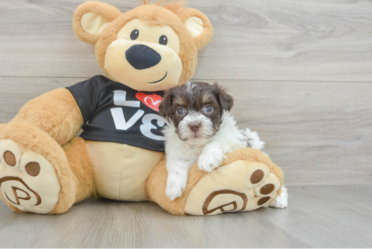 Friendly Havanese Purebred Pup