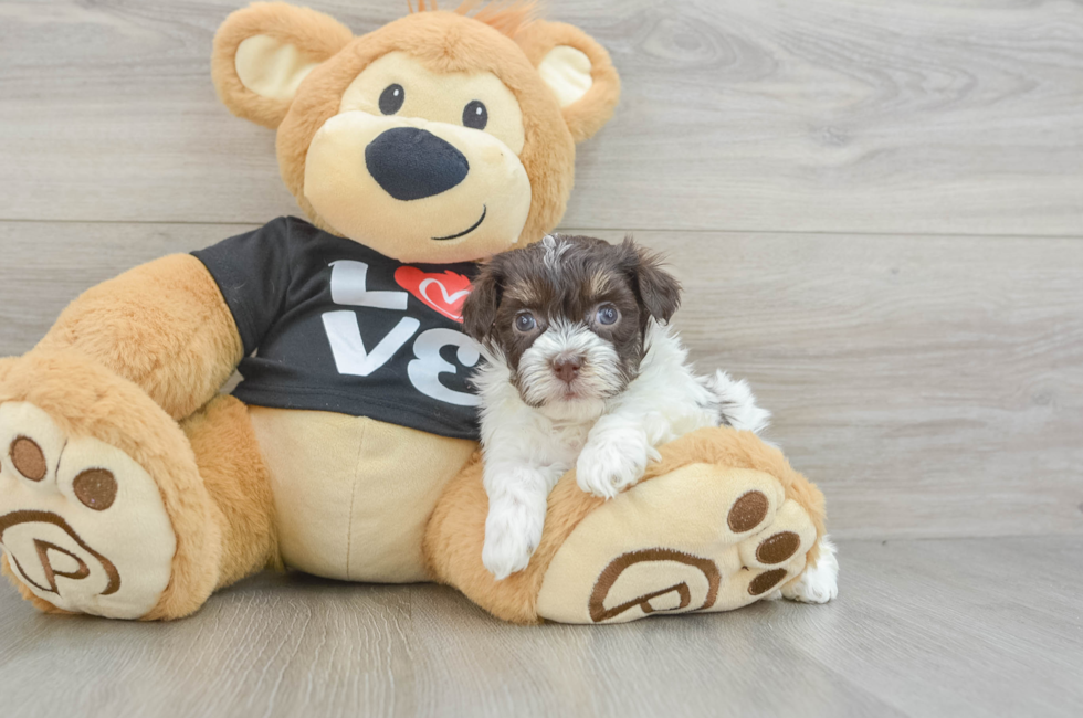 6 week old Havanese Puppy For Sale - Puppy Love PR