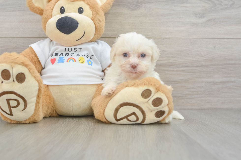 5 week old Havanese Puppy For Sale - Puppy Love PR