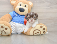 6 week old Havanese Puppy For Sale - Puppy Love PR