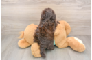 Akc Registered Havanese Purebred Pup
