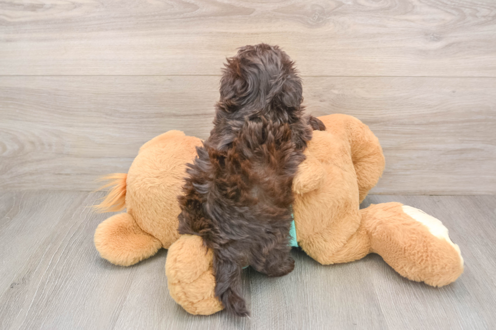Akc Registered Havanese Purebred Pup