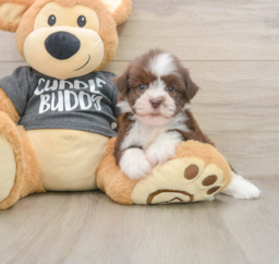 6 week old Havanese Puppy For Sale - Puppy Love PR