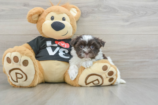 Small Havanese Purebred Pup