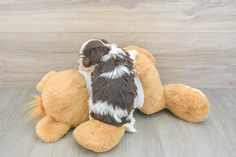 Hypoallergenic Havanese Purebred Pup
