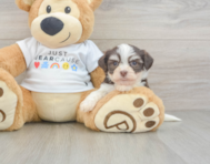 8 week old Havanese Puppy For Sale - Puppy Love PR