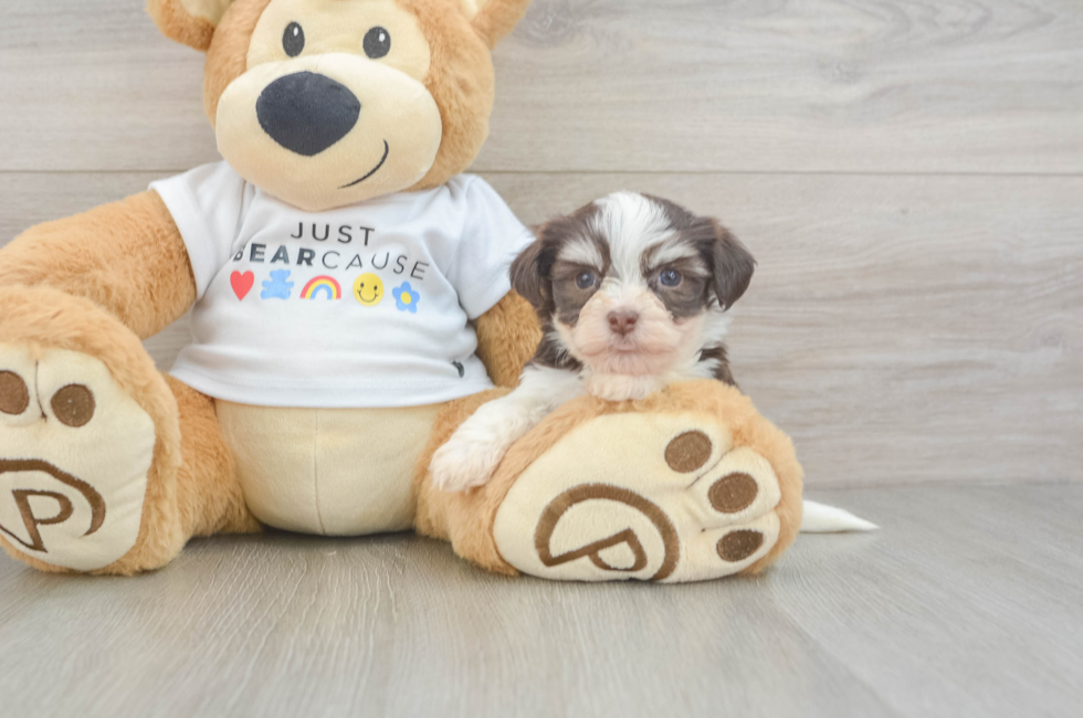 5 week old Havanese Puppy For Sale - Puppy Love PR