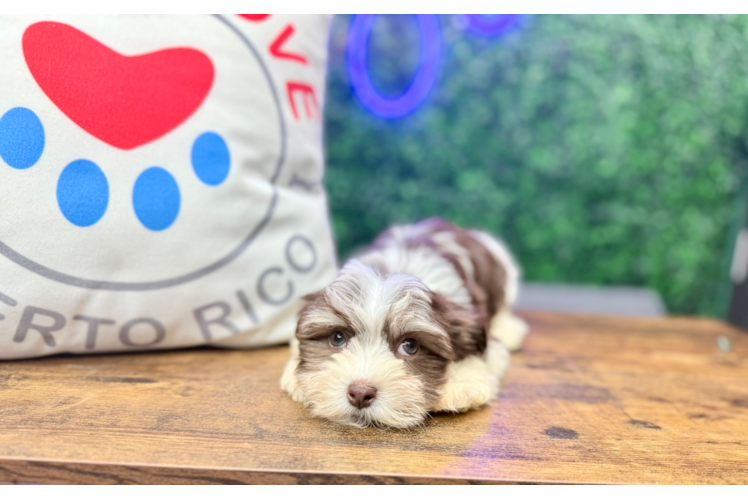 Best Havanese Baby