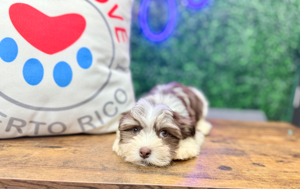 Best Havanese Baby