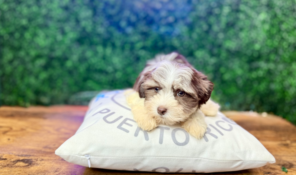 Cute Havanese Purebred Pup