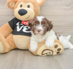 5 week old Havanese Puppy For Sale - Puppy Love PR