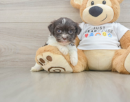 8 week old Havanese Puppy For Sale - Puppy Love PR