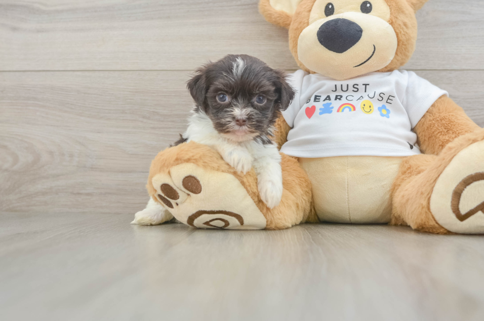 6 week old Havanese Puppy For Sale - Puppy Love PR