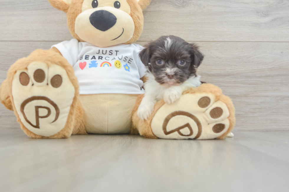 5 week old Havanese Puppy For Sale - Puppy Love PR