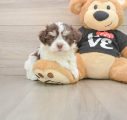 6 week old Havanese Puppy For Sale - Puppy Love PR
