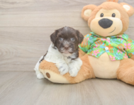 7 week old Havanese Puppy For Sale - Puppy Love PR