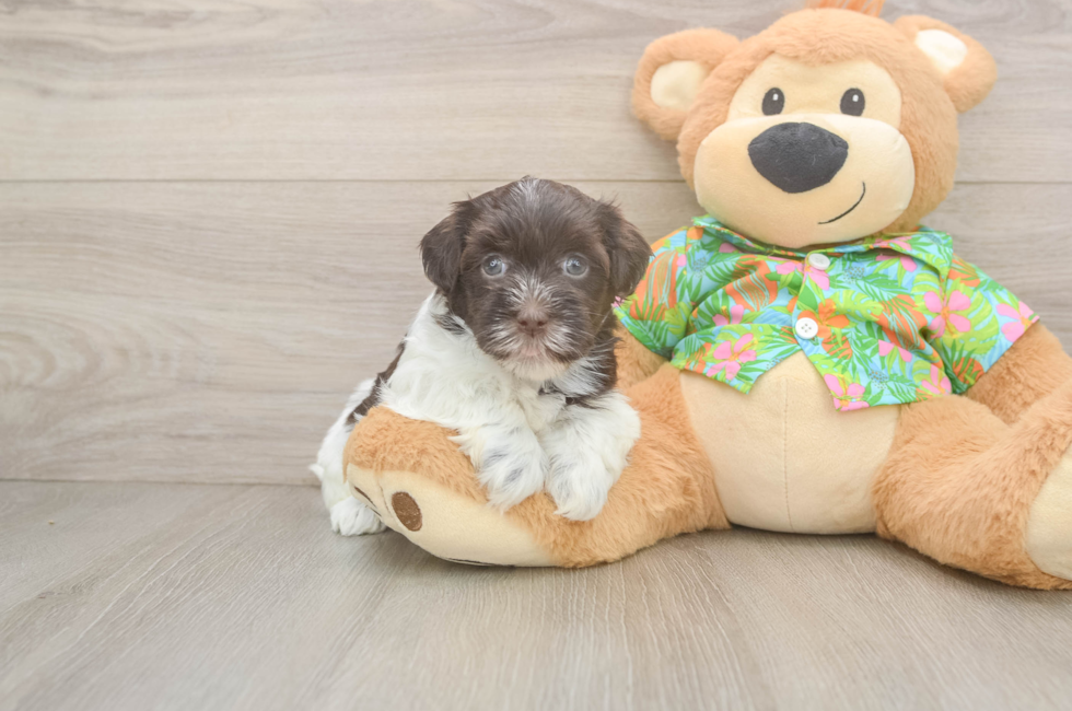 5 week old Havanese Puppy For Sale - Puppy Love PR
