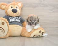 8 week old Havanese Puppy For Sale - Puppy Love PR