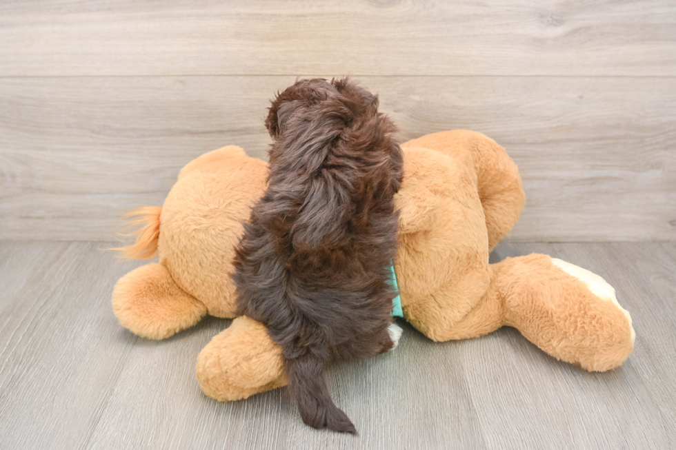 Small Havanese Purebred Pup