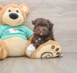 6 week old Havanese Puppy For Sale - Puppy Love PR