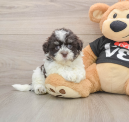 6 week old Havanese Puppy For Sale - Puppy Love PR
