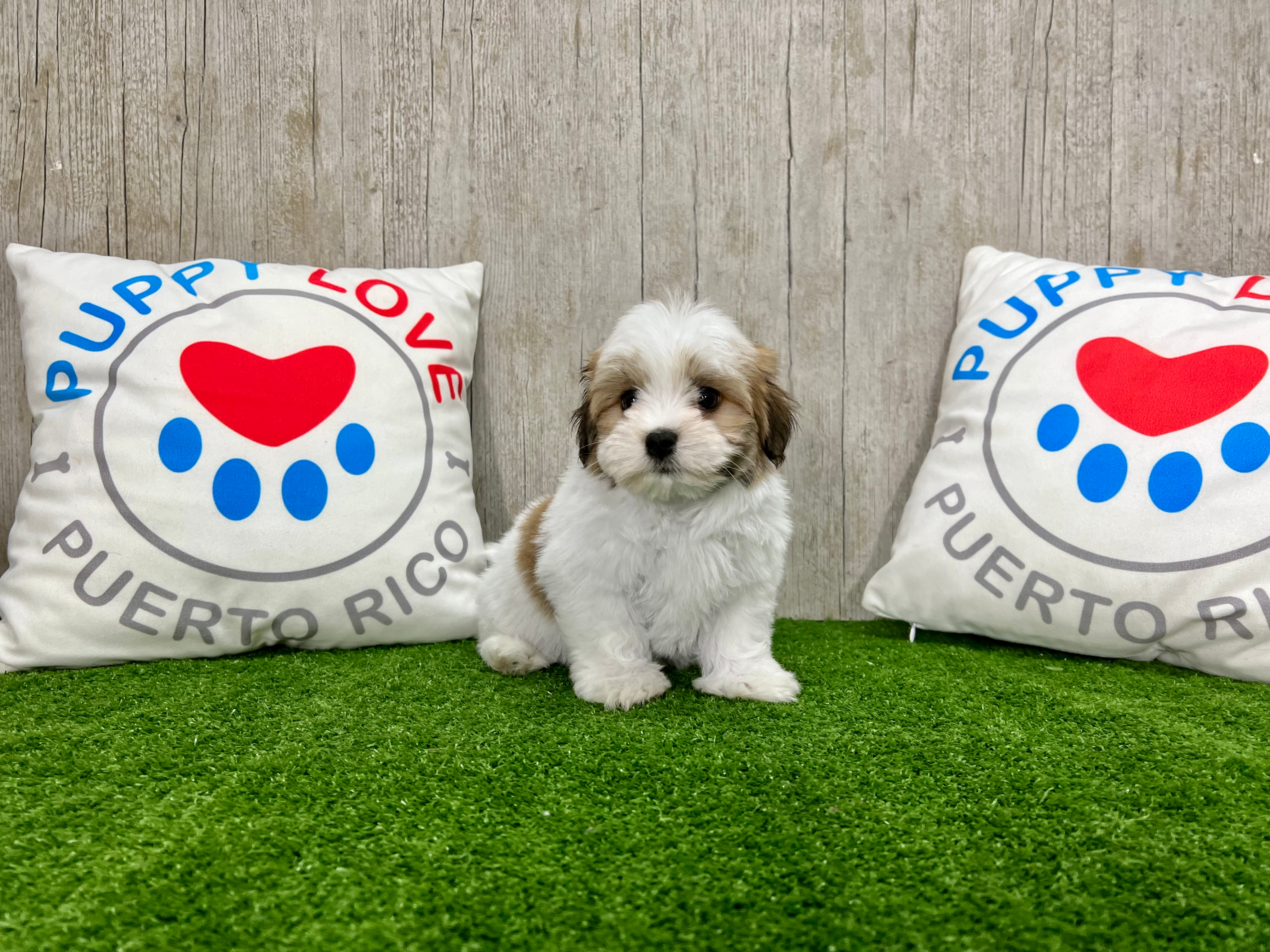 Havanese Pup Being Cute