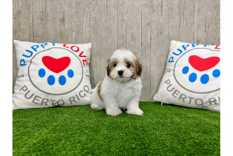 Havanese Pup Being Cute