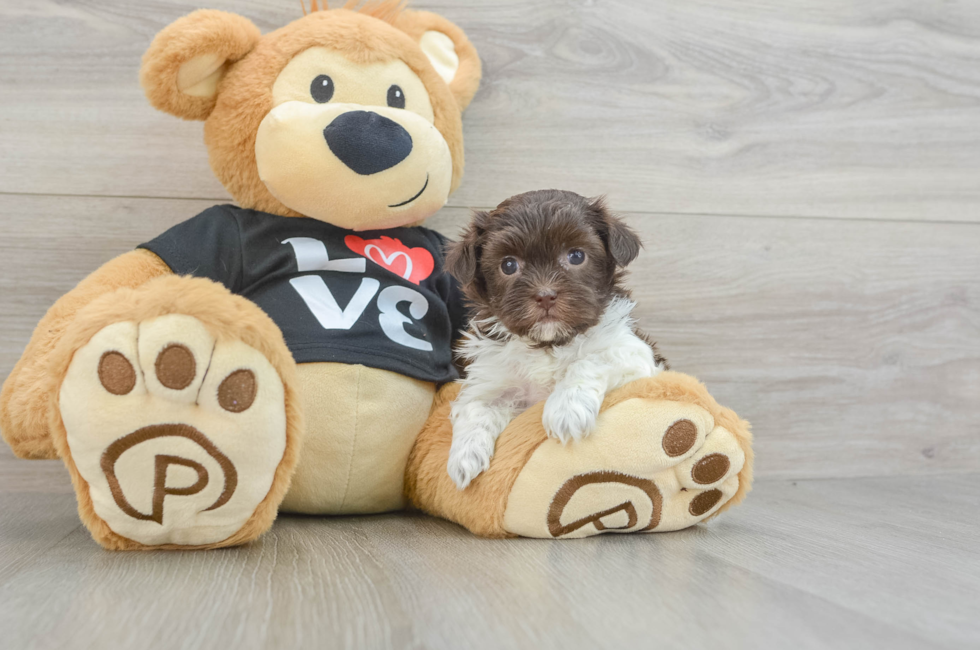 6 week old Havanese Puppy For Sale - Puppy Love PR