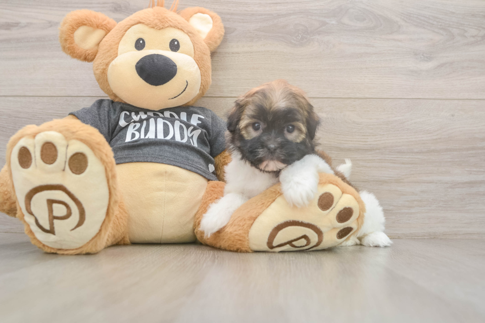 Cute Bichon Havanes Purebred Puppy