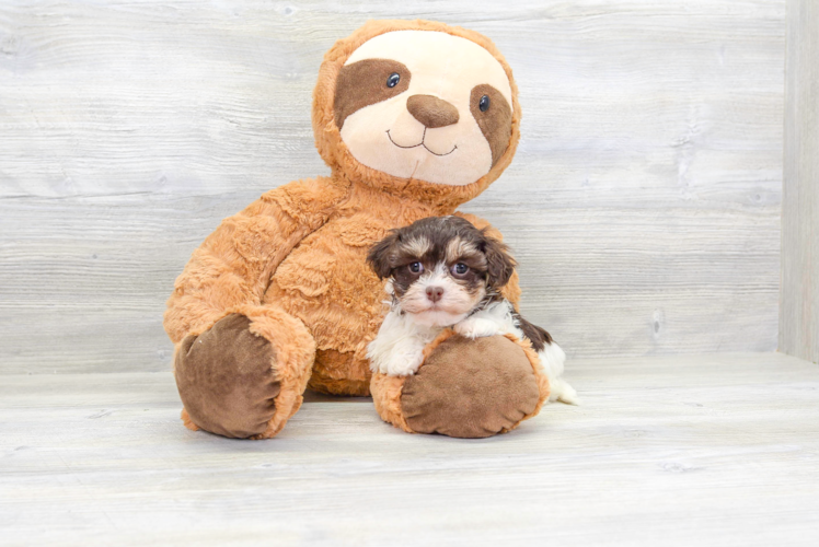 Meet Bonnie - our Havanese Puppy Photo 1/4 - Puppy Love PR Best Havanese Baby