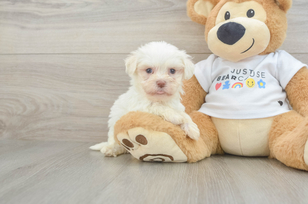 6 week old Havanese Puppy For Sale - Puppy Love PR