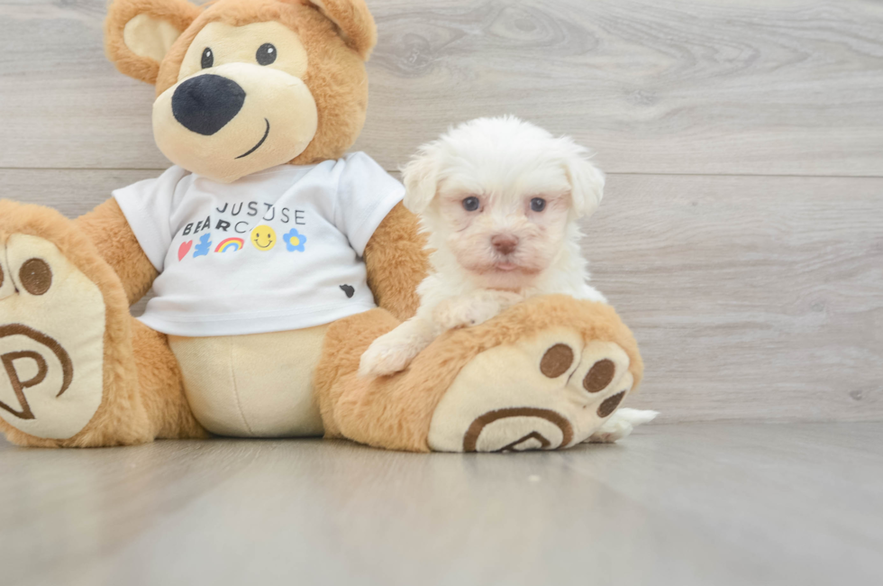 5 week old Havanese Puppy For Sale - Puppy Love PR