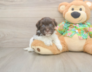7 week old Havanese Puppy For Sale - Puppy Love PR