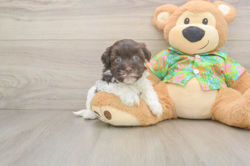 5 week old Havanese Puppy For Sale - Puppy Love PR