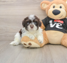 6 week old Havanese Puppy For Sale - Puppy Love PR