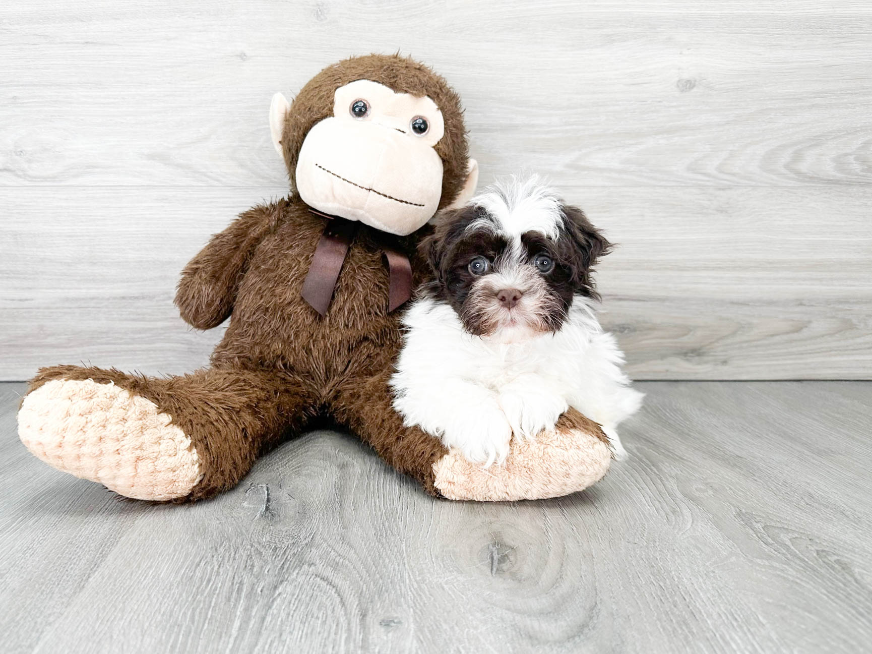 Havanese Pup Being Cute