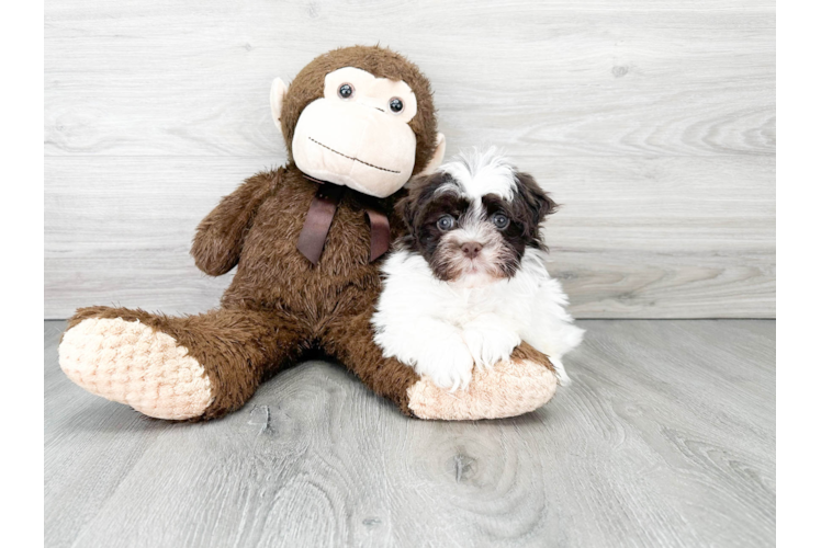 Havanese Pup Being Cute