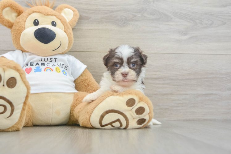 Havanese Puppy for Adoption