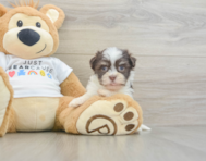 8 week old Havanese Puppy For Sale - Puppy Love PR