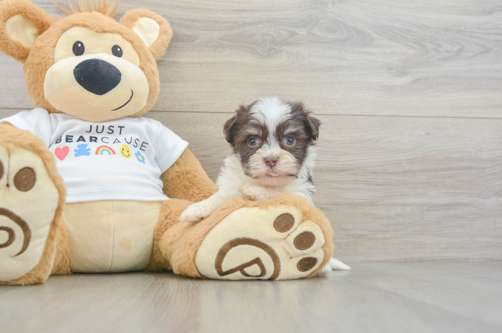 5 week old Havanese Puppy For Sale - Puppy Love PR