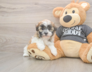 8 week old Havanese Puppy For Sale - Puppy Love PR