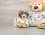 8 week old Havanese Puppy For Sale - Puppy Love PR