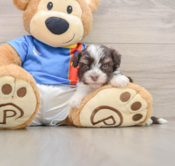 5 week old Havanese Puppy For Sale - Puppy Love PR