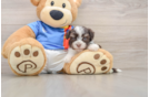 Popular Havanese Baby